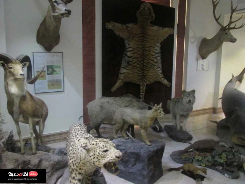 حیوانات تاکسیدرمی شده در موزه طبیعت و حیات وحش دارآباد