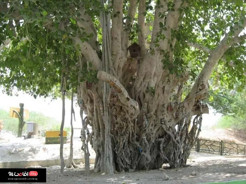 دره پرتغالی ها در کیش