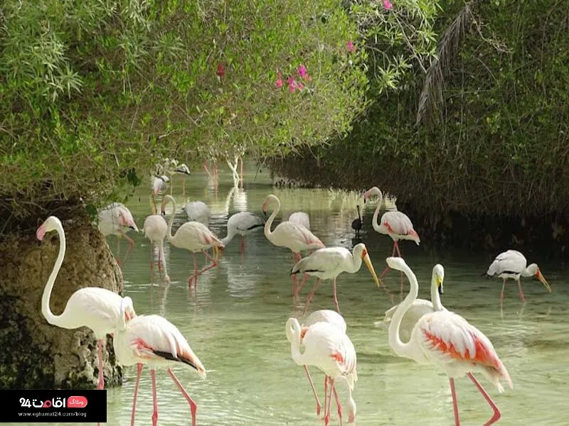 باغ پرندگان کیش