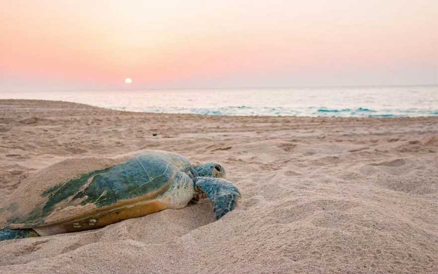 لاک‌پشت‌ها از دیدنی های کیش در سواحل