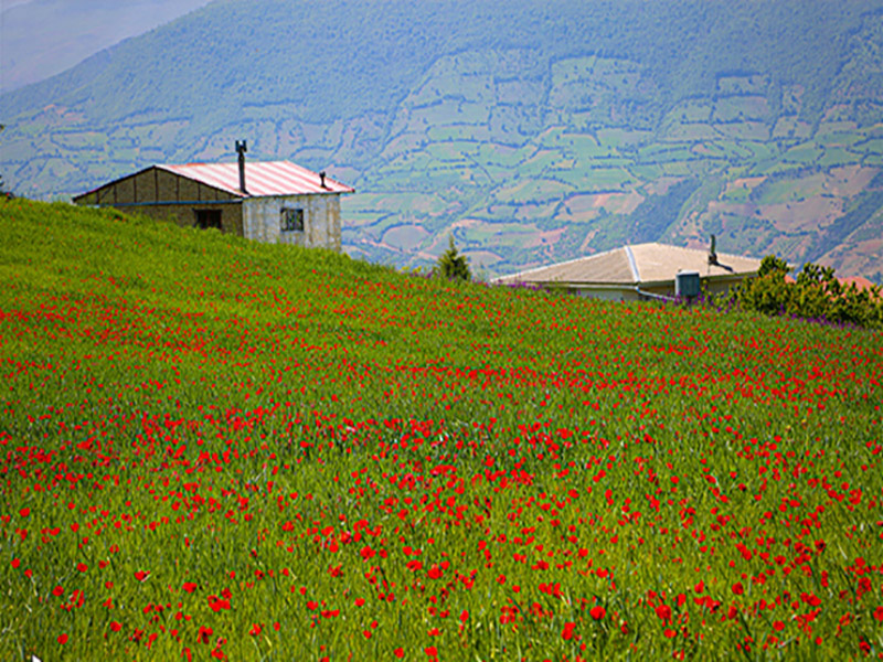 بهشت ساری، چهاردانگه ساری