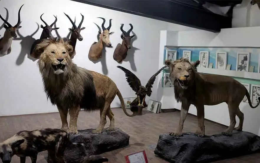موزه حیات وحش دارآباد در چند قدمی هیومن پارک