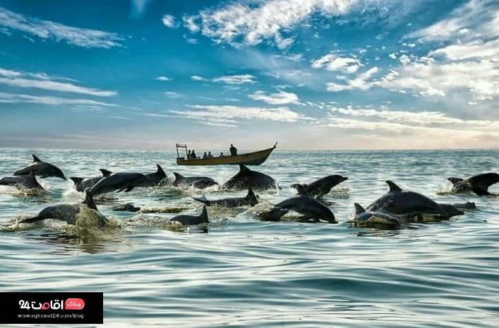 تماشای دلفین ها در جزیره هنگام 