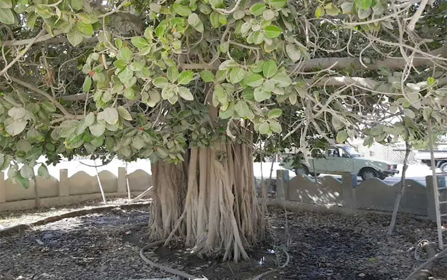 درخت انجیر معابد از جاذبه های توریستی قشم با شکلی خاص 
