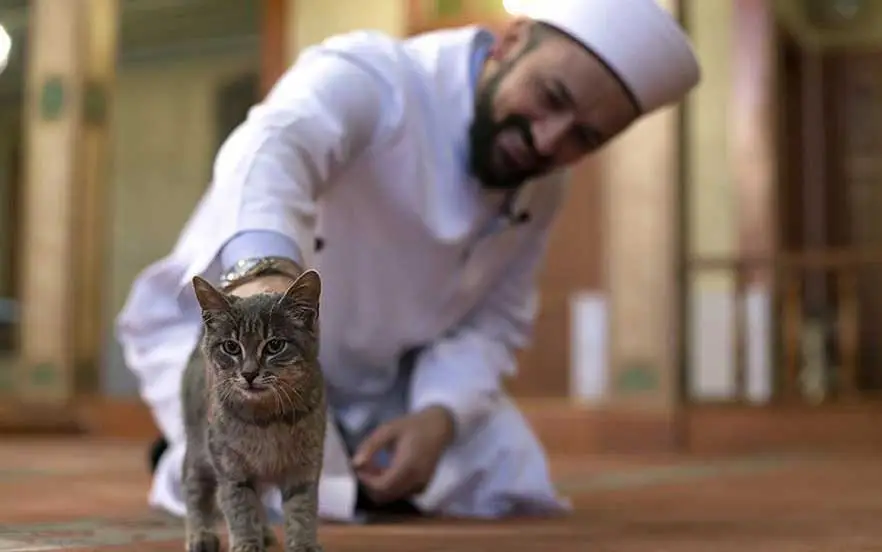 مسجد عزیز محمد از جاهای دیدنی استانبول و پناهگاه گربه‌ها