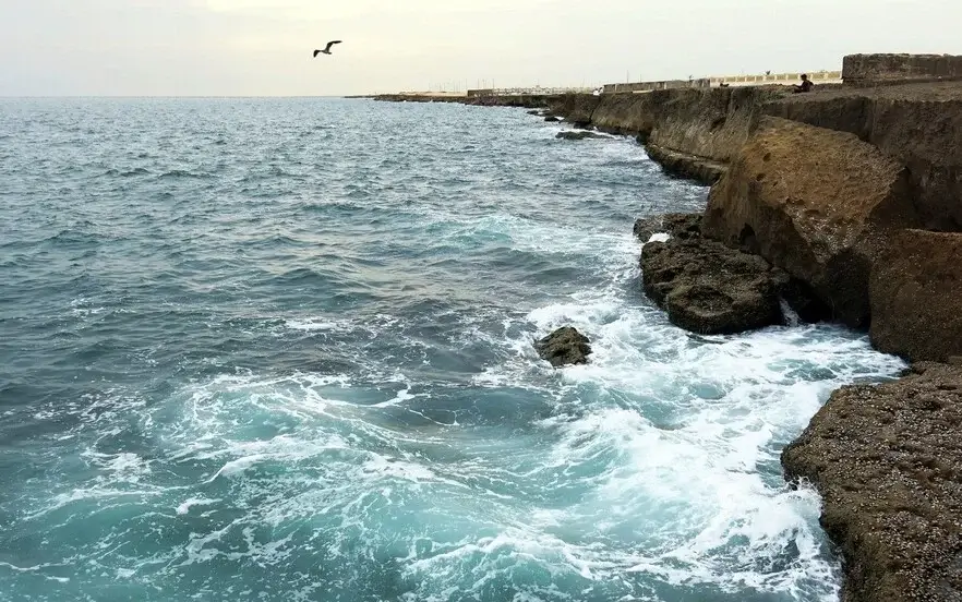 پرنده نگری در چابهار