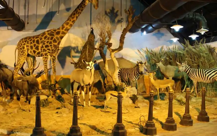 موزه حیات وحش دارآباد یکی از جاهای دیدنی تهران برای دوستداران علم