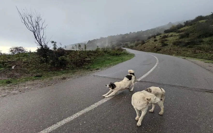 جاده فیلبند در هوای مه و دو سگ در جاده