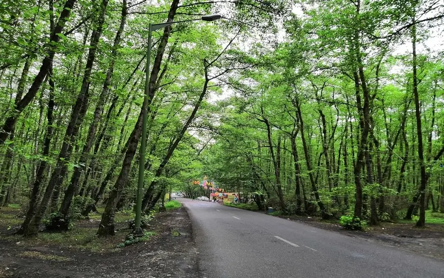 جاده بی نهایت زیبای جنگل گیسوم