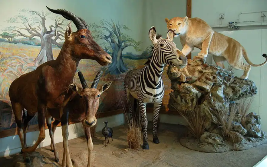 موزه تاریخ طبیعی یکی از دیدنی های یزد با گونه‌های گیاهی و جانوری کم‌یاب