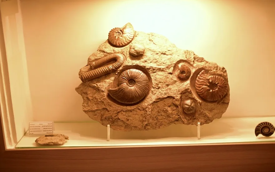 موزه دیرینه‌شناسی کامبرین یکی از مکان های دیدنی یزد برای دیدن فسیل‌ها
