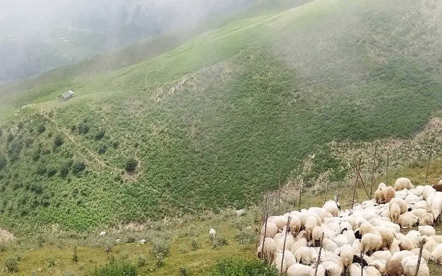 دیدن چرای گوسفندان در اولسبلنگاه