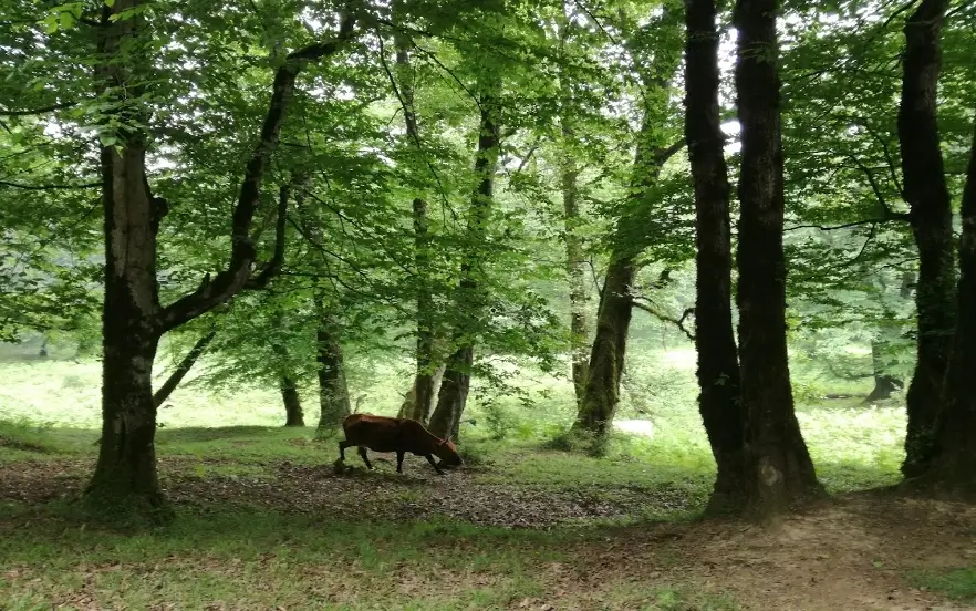 بهترین جا برای پیک نیک در جاده چالوس
