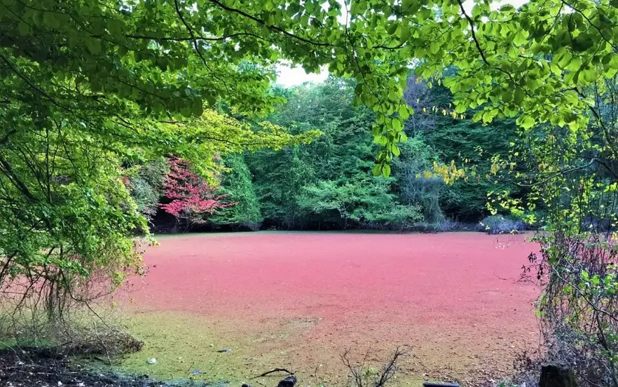 بهترین جا برای پیک نیک در جاده چالوس