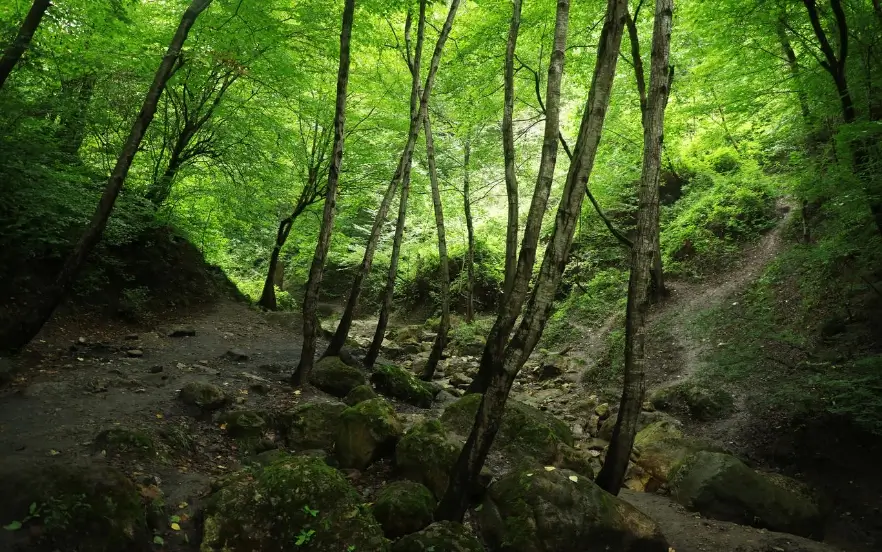 بهترین جا برای پیک نیک در جاده چالوس