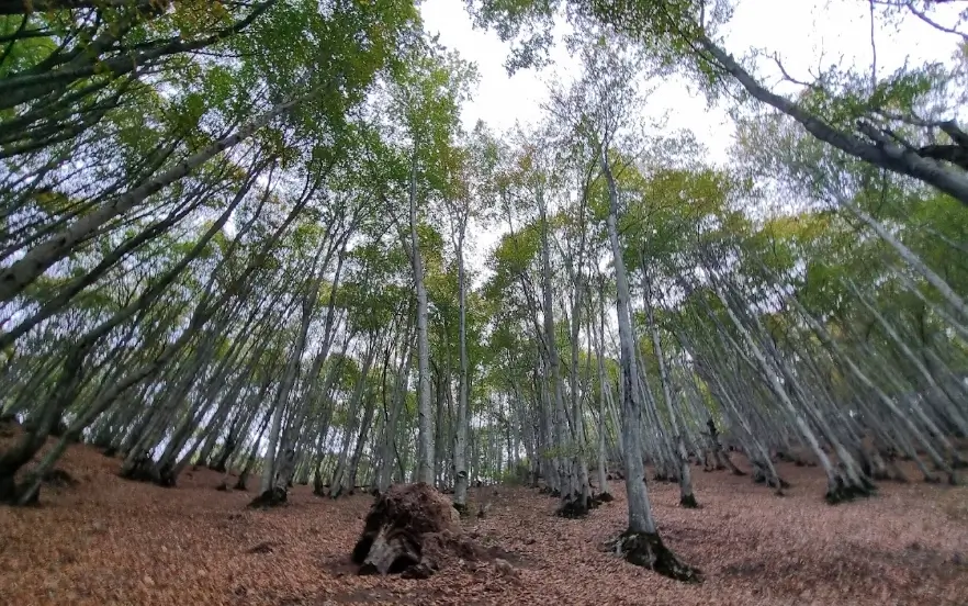 بهترین جا برای پیک نیک در جاده چالوس