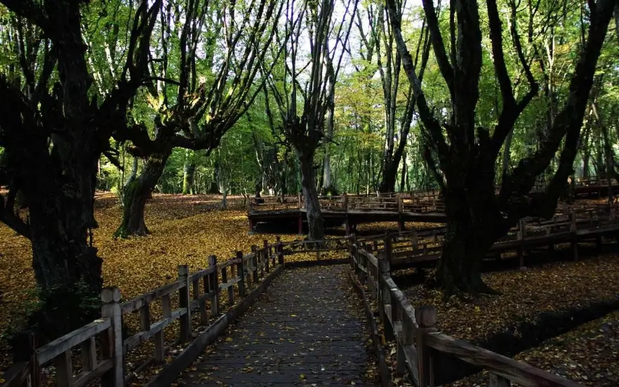 بهترین جا برای پیک نیک در جاده چالوس