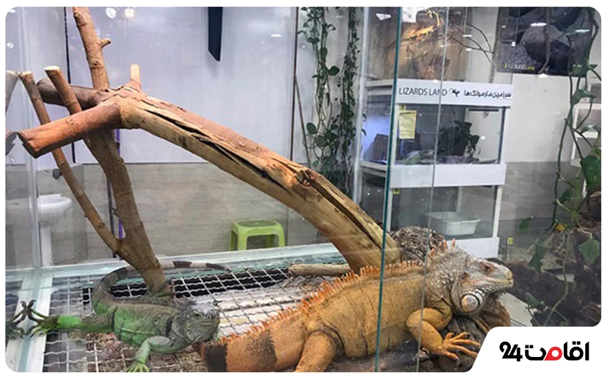 عکس جزیره قشم