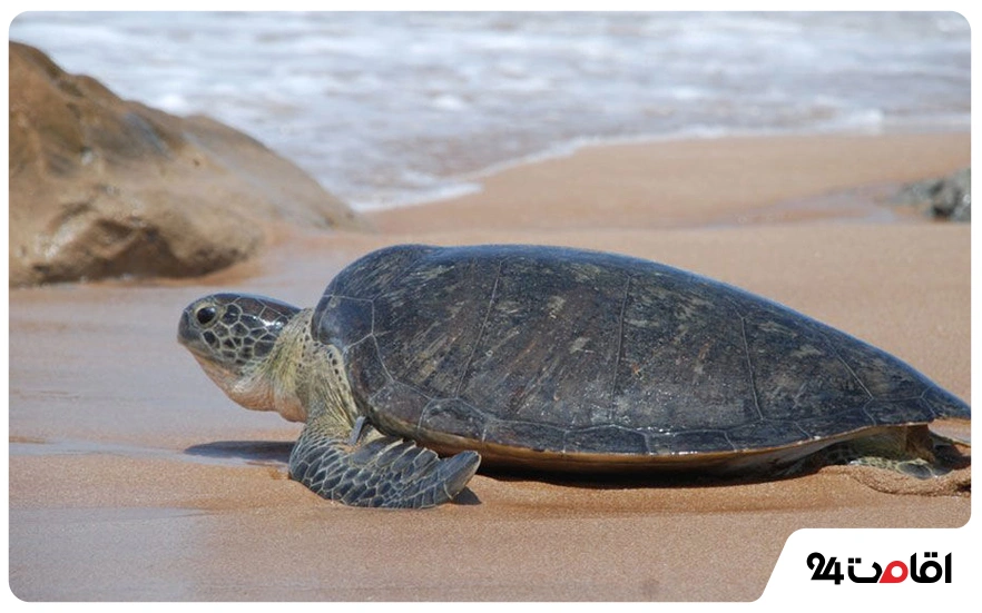 عکس جزیره قشم