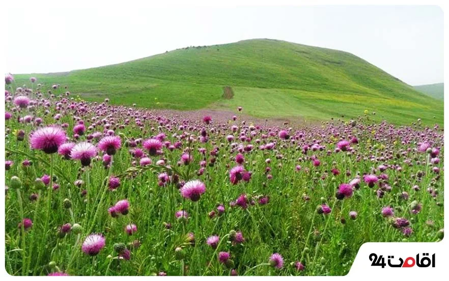 دشت مغان