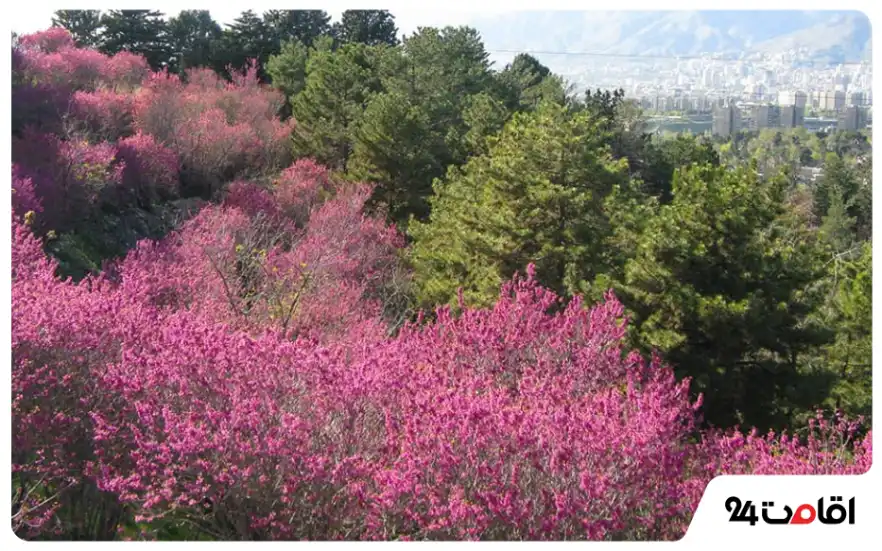 گونه های گیاهی پارک سرخه حصار