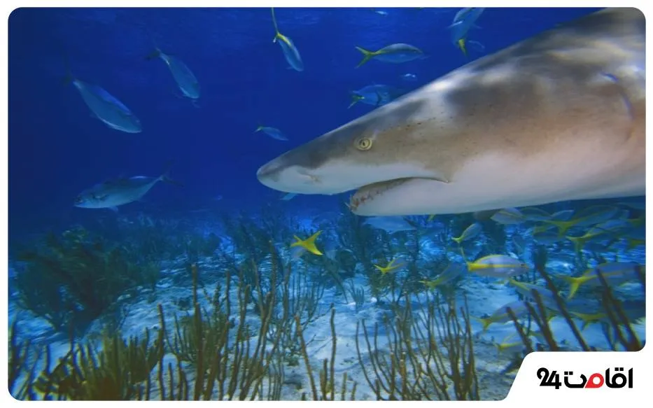 کوسه لیمویی (Lemon Shark)