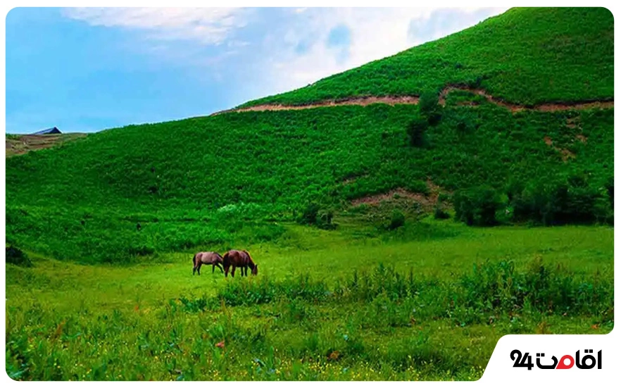 دشت هویج