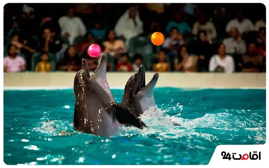 Dubai Dolphinarium 