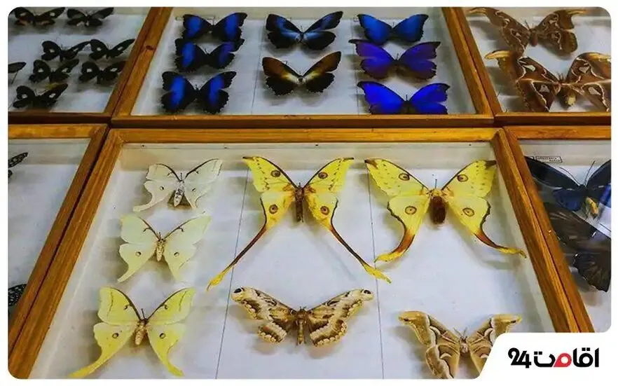 موزه پروانه و سوسک