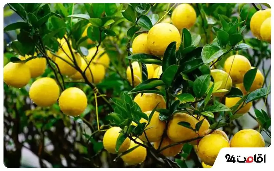 باغ میوه های بومی