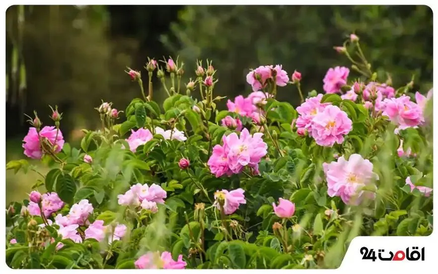 میدان مرکزی، باغ رز و چهارباغ ایرانی