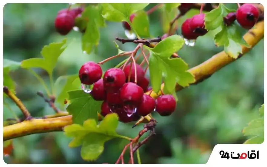 رویشگاه زاگرس