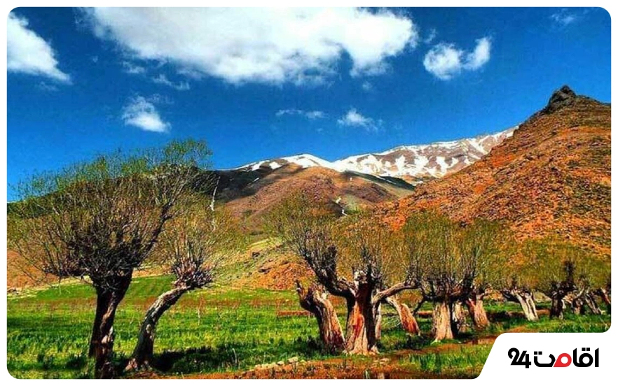 دشت هویج در پاییز