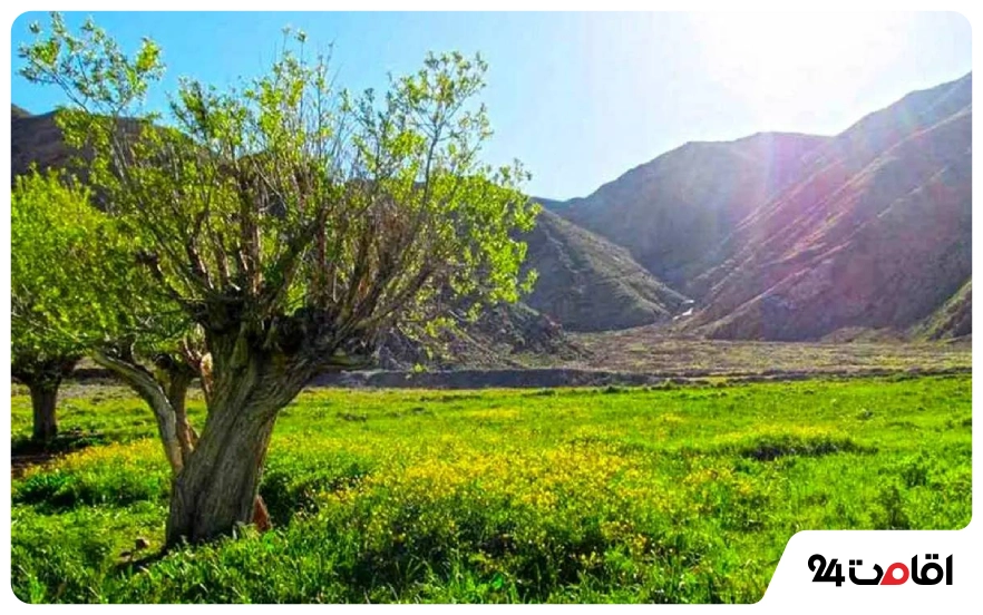 طبیعت تابستان در دشت هویج