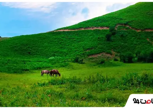 دشت هویج