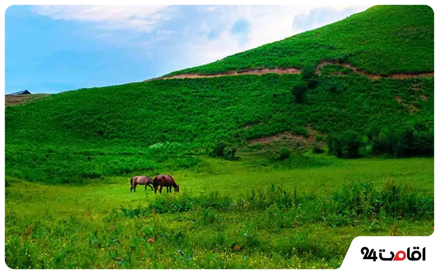 دشت هویج