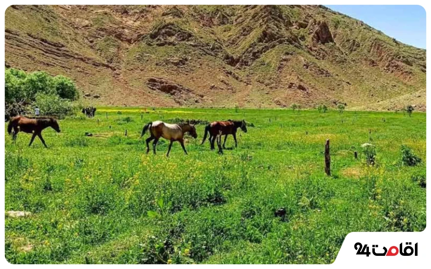 اسب سواری در دشت هویج