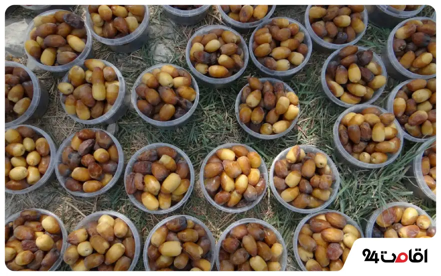 رطب و خرمای کربلا؛ سوغات خوراکی کربلا 