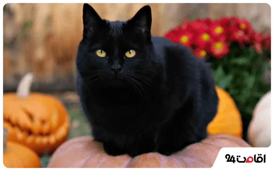 دوری از گربه سیاه در هالووین