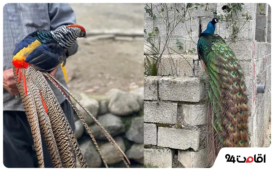 باغ پرندگان ماسال