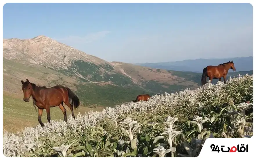 جواهردشت