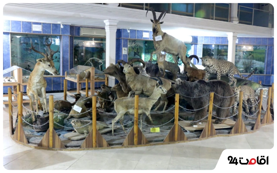 موزه حیات‌وحش