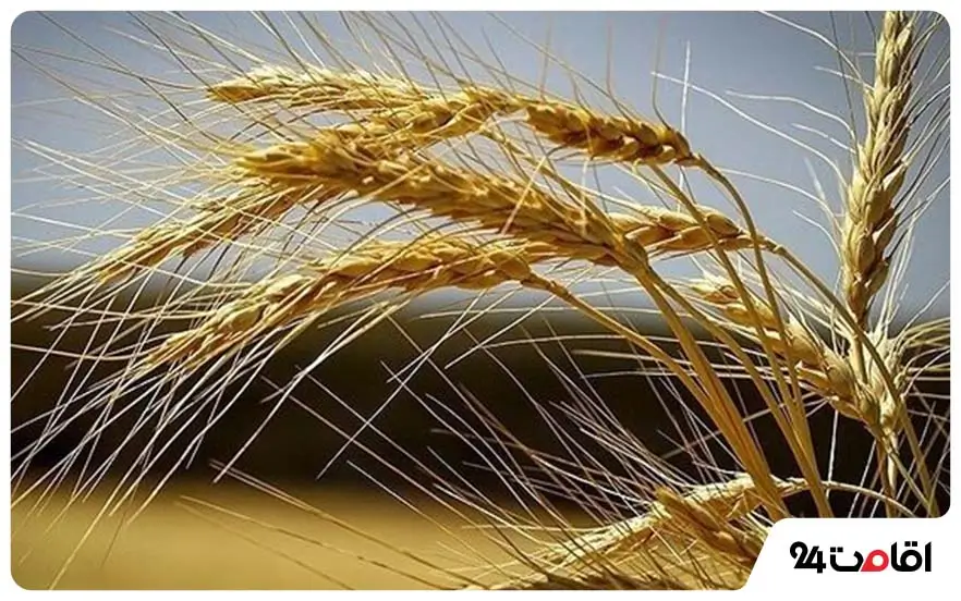 آشنایی با آیین های محلی زاهدان؛ گنجینهای از فرهنگ بلوچ و سیستانی 7 جشن گندم