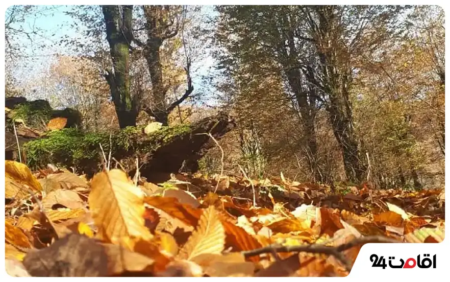 جاهای دیدنی فومن در پاییز