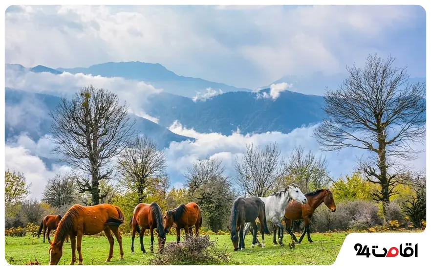 جنگل الیمستان آمل