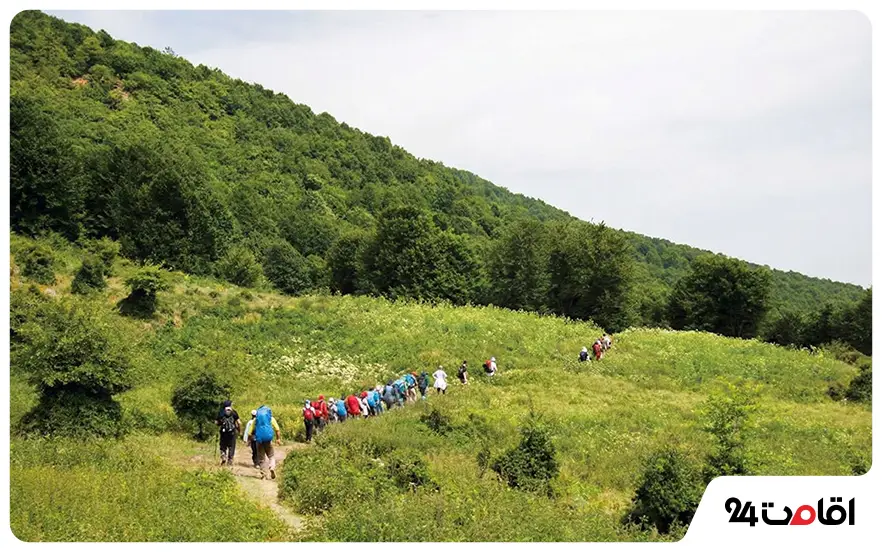 جنگل ارفع ده سوادکوه