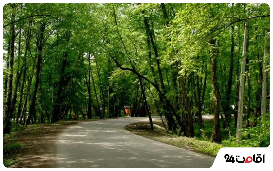 18 تا از بهترین جاده های شمال؛ جاهای دیدنی و لوکیشنهای عکاسی 8 جاده جنگلی چمستان