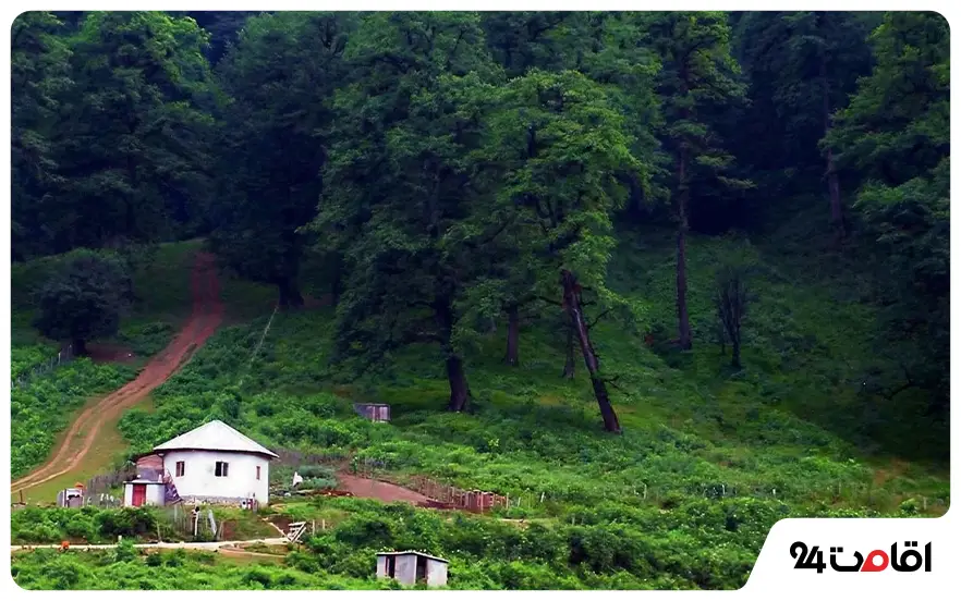 جنگل دالخانی رامسر