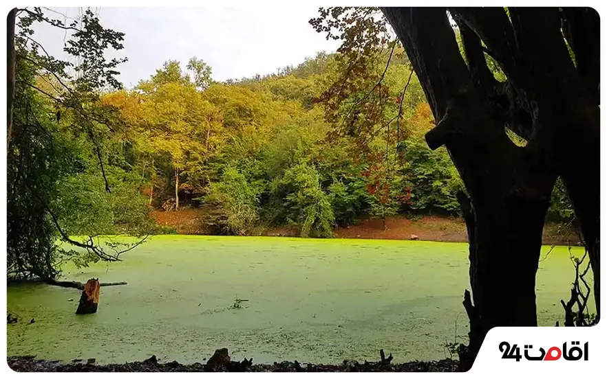 مرداب هسل چالوس