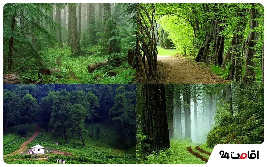 راهنمای سفر به شمال؛ از انتخاب مسیر تا اقامتگاه 8 بهترین جنگل های شمال